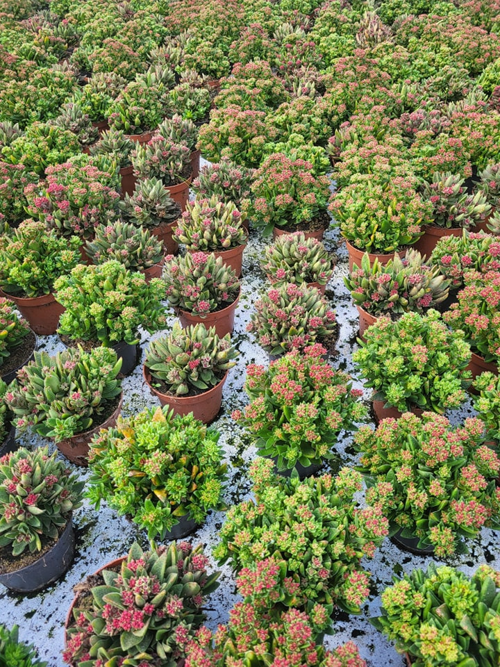 Asmild Plantecenter ApS har stadig masser af Crassula perfekte til kirkegården
