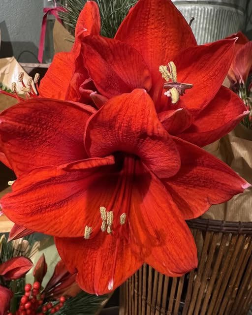 Fynbogården Blomster ApS byder velkommen på fjerde søndag i advent