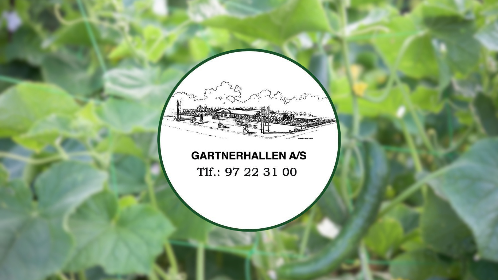 Agurker til haven – klar til sommer hos Midtjysk Gartnerhal