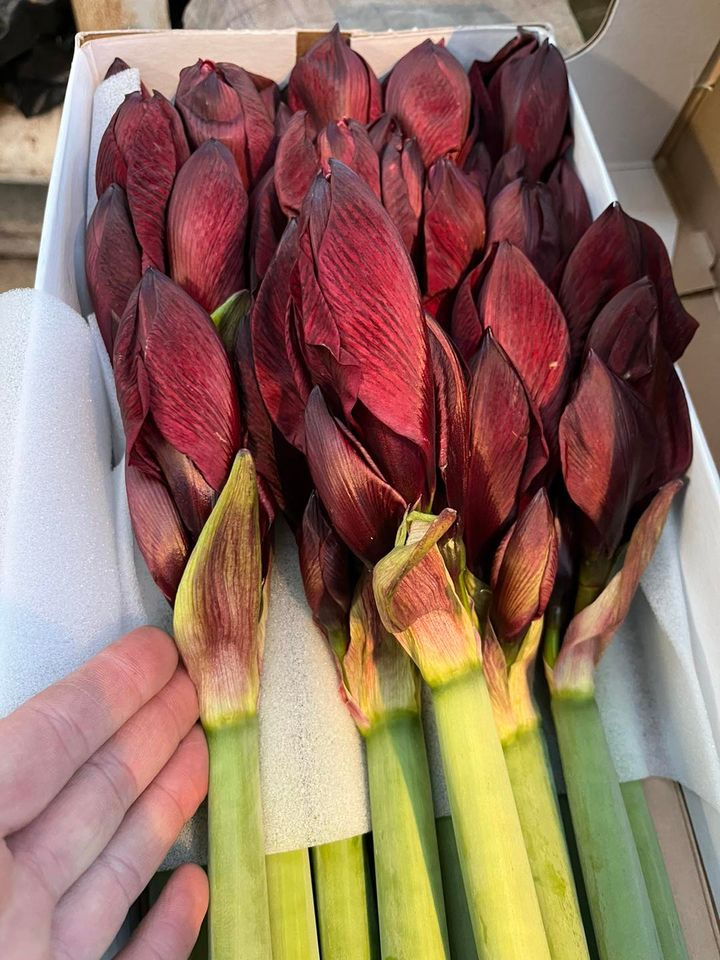 Se dagens updates fra Odder her