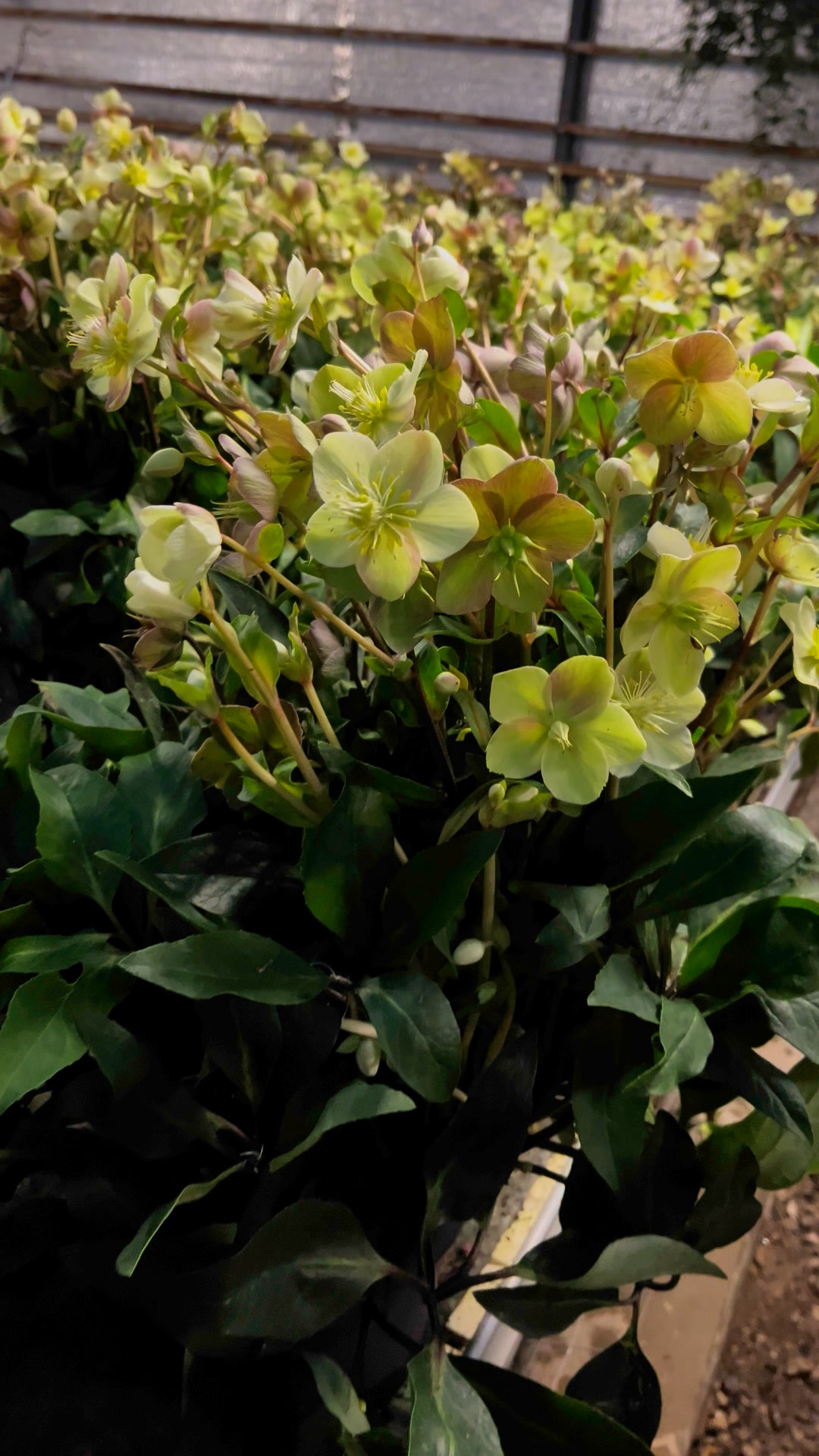 Midtjysk blomstermarked sælger XXXL juleroser til lav pris i begrænset tid