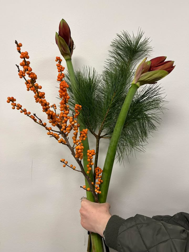 Vestergades Blomster ApS tilbyder amaryllis og ilex til julepris