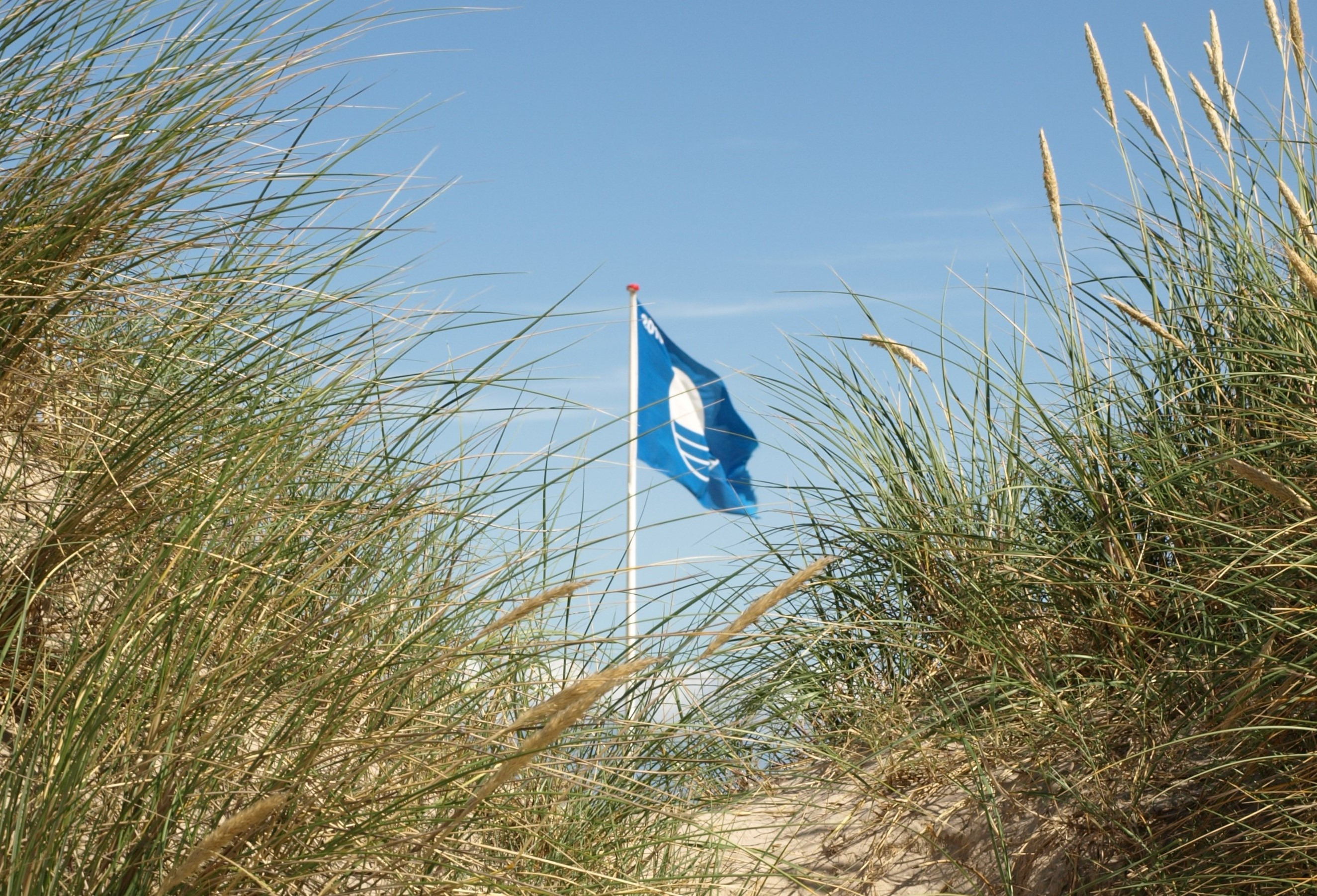 Blå Flag arrangementer ved Køge Marina: Dyk ned i havets hemmeligheder
