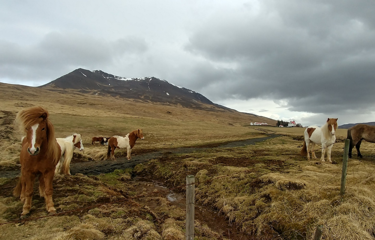 Nyd kunstudstilling med inspiration fra Island