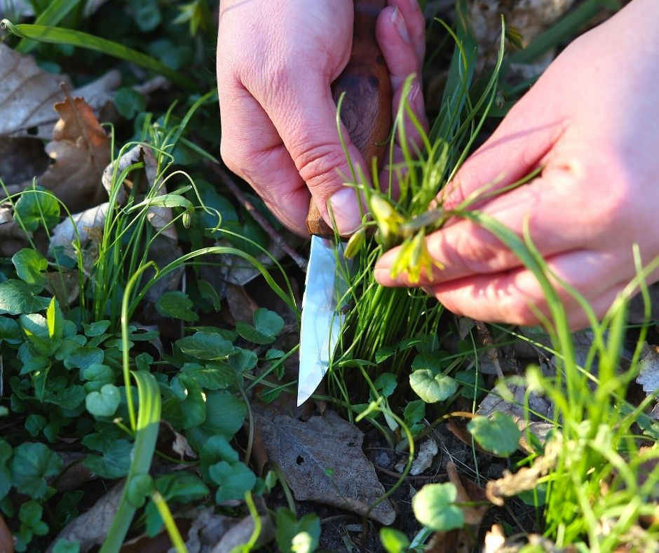 Find vild mad i Jørgensgård Skov