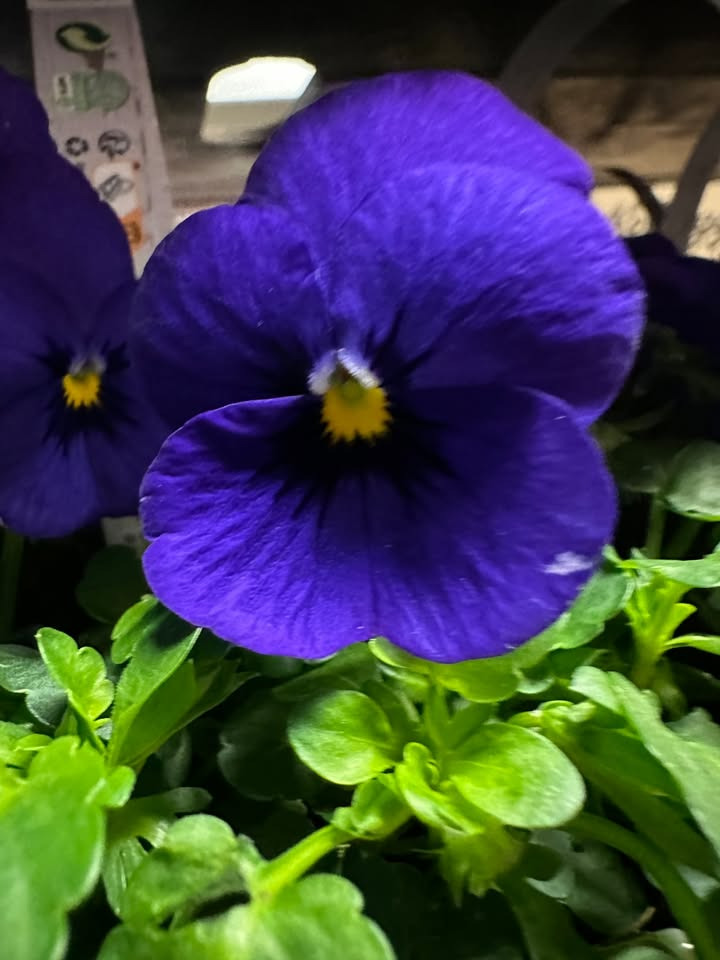 Meny Gl. Skagensvej tilbyder frosttolerante violer til afhentning