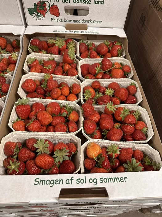 Midtjydsk Gartnerhal inviterer til fredags-hygge med friske danske jordbær