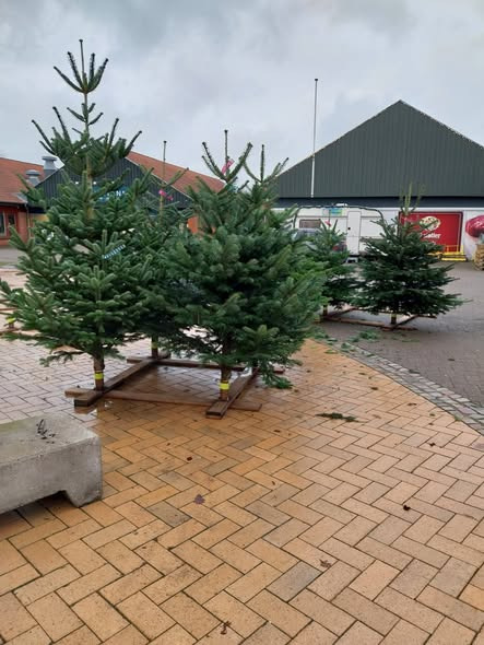 Tulipa Blomster & Havedesign inviterer til eventyrlig julestue i weekenden