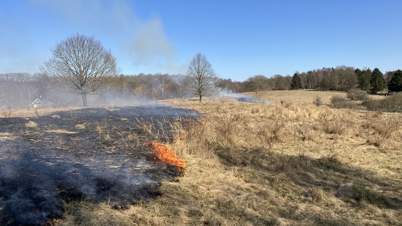 Kontrolleret afbrænding i Fårebakkerne skal styrke biodiversiteten og forbedre forholdene for truede arter