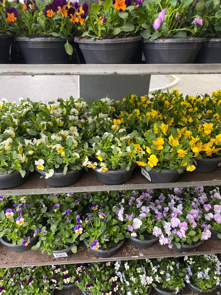 Min Købmand i Asp tilbyder violer til ja tak-pris på 30 kr.