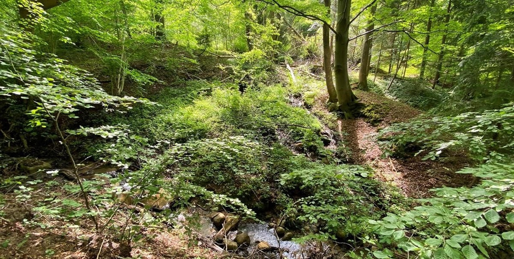 Valgmøde i naturens tegn med Klimafokus Vejle