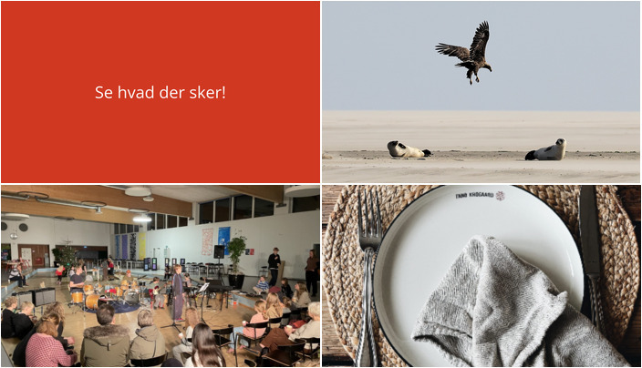 Udforsk sælsafari, julestemning og fællesspisning på Fanø i den kommende uge