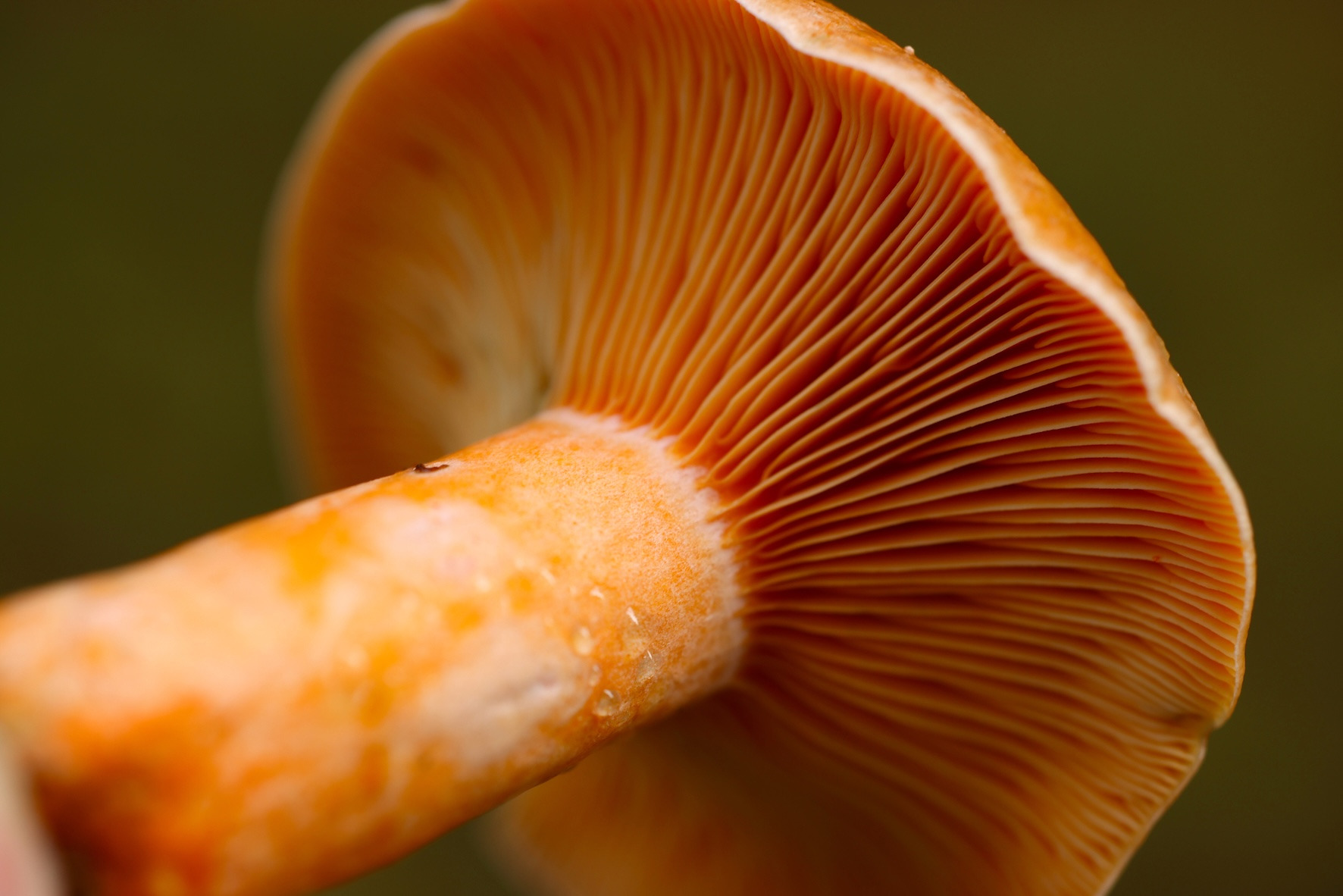 Tag med på svampetur i Aabenraas skove