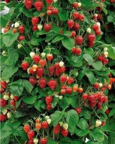 Løvbjerg Frederikshavn tilbyder forårets store hit: den unikke Mount Everest jordbærplante