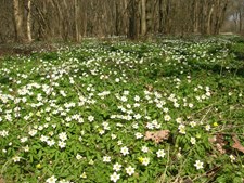 Forårstur i Staurby Skov: Oplev naturens forvandling