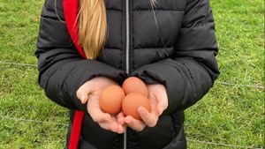 Julehygge og æggesamling på Toftegaard Økologi