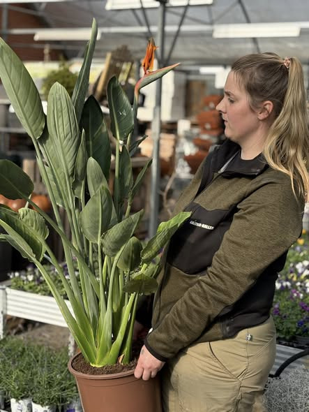 Midtjysk Gartnerhal tilbyder paradisfugl til skarp pris