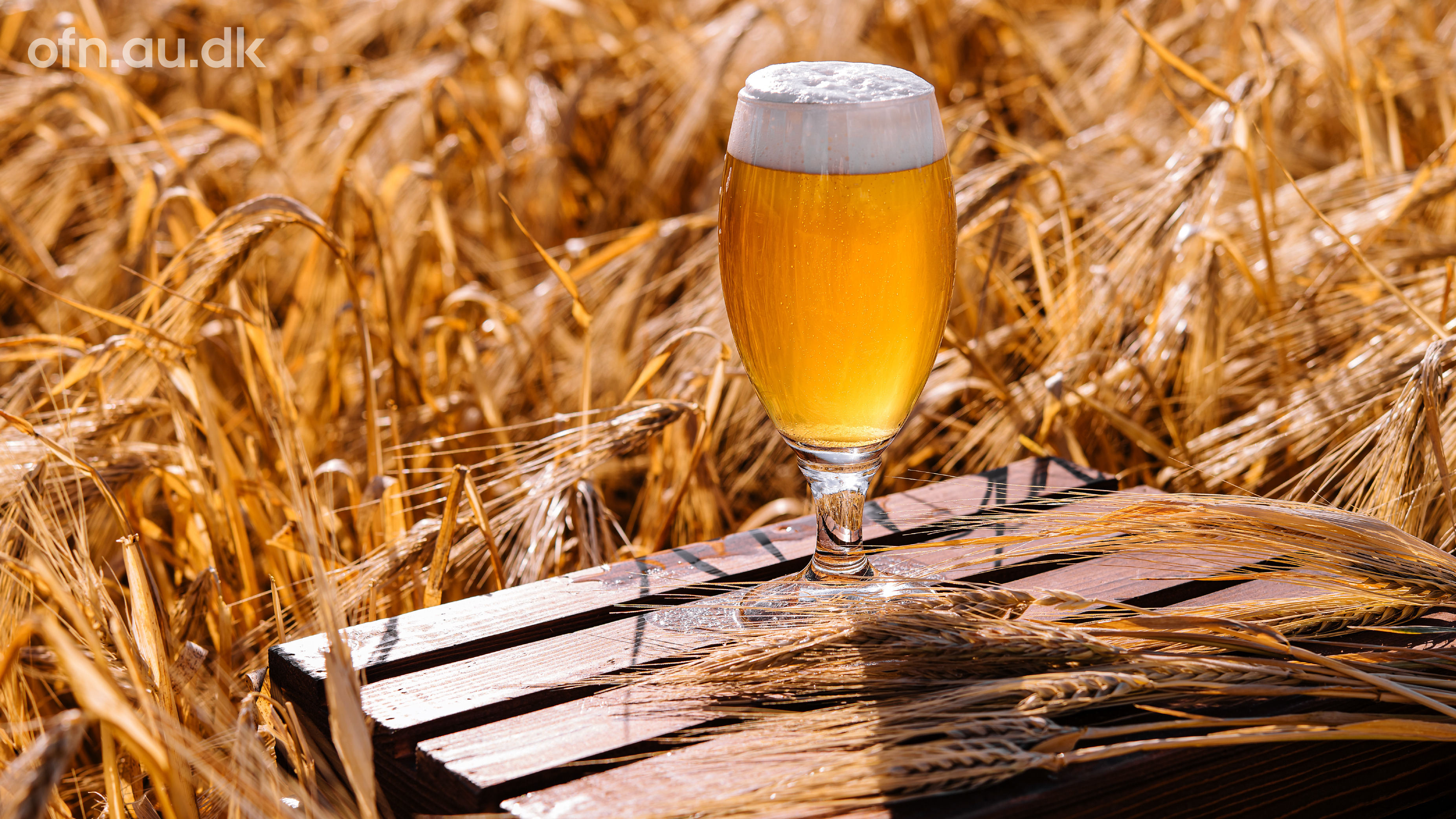 Videnskab og øl: Oplev Carlsberg Laboratoriums banebrydende forskning