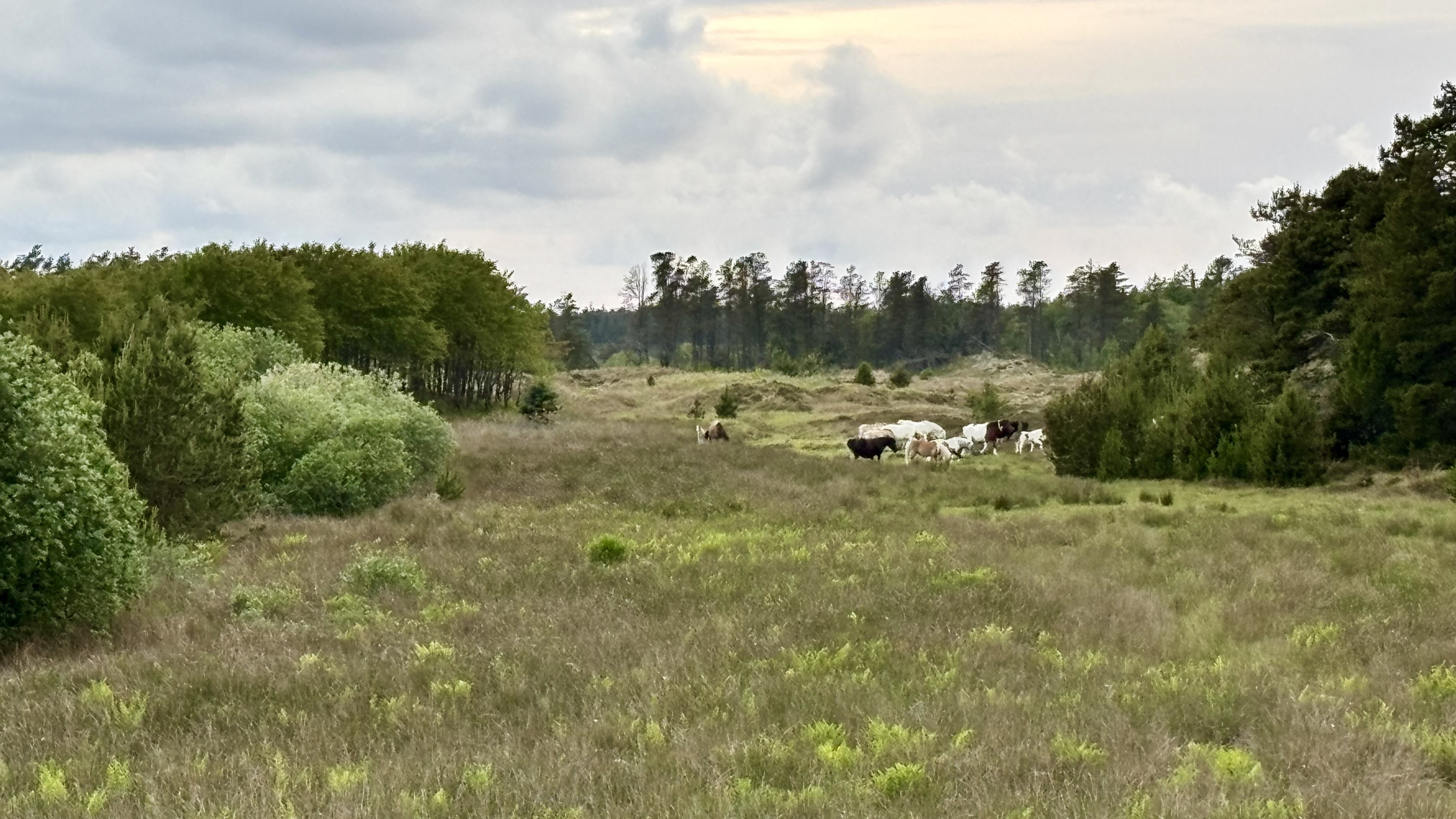 At udvikle uden at miste det særlige