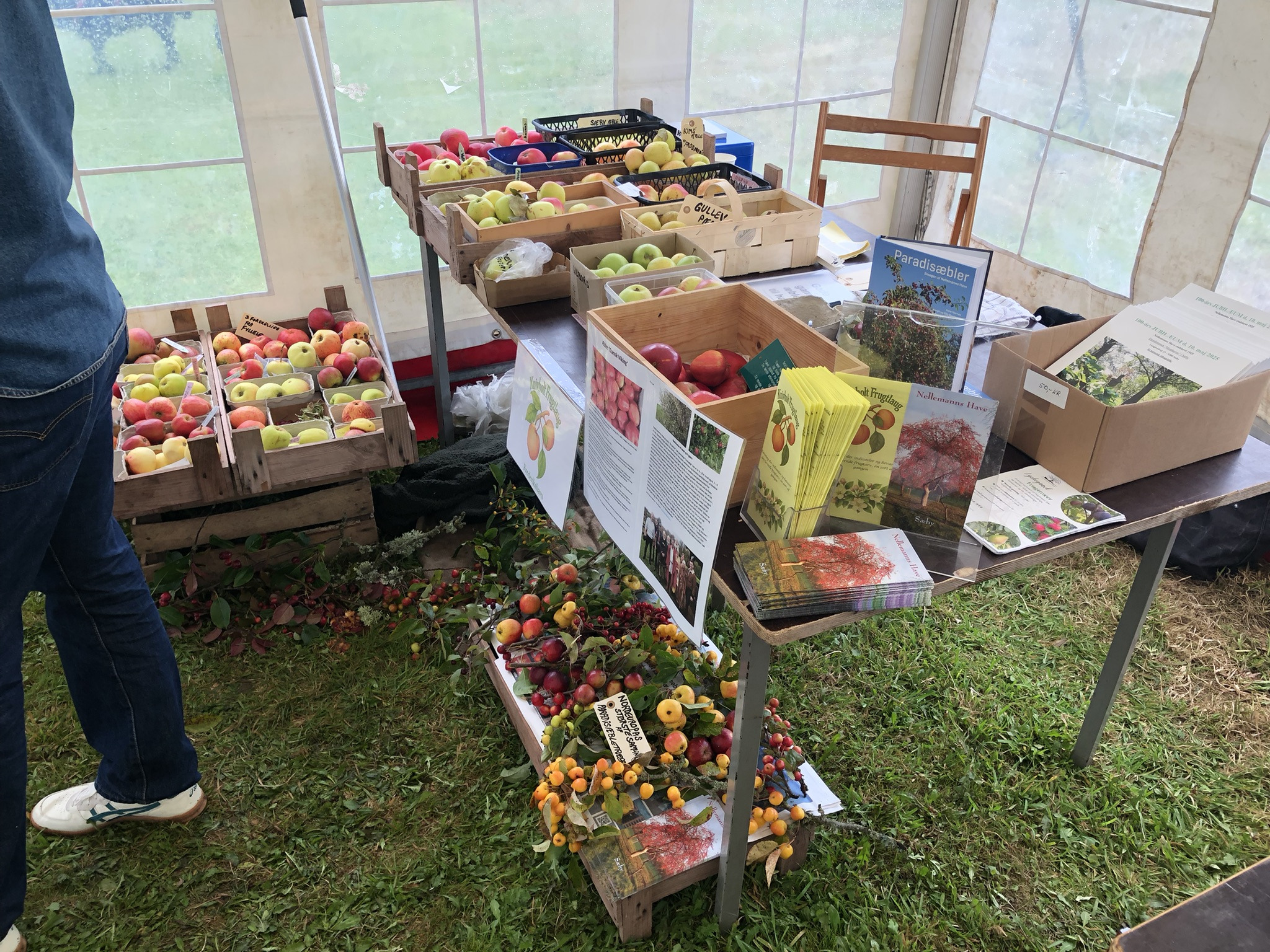 Oplev unikke frugtsorter i Knivholt Frugtlaug