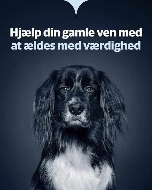 AniCura Aalborg informerer om årligt sundhedstjek af kæledyr