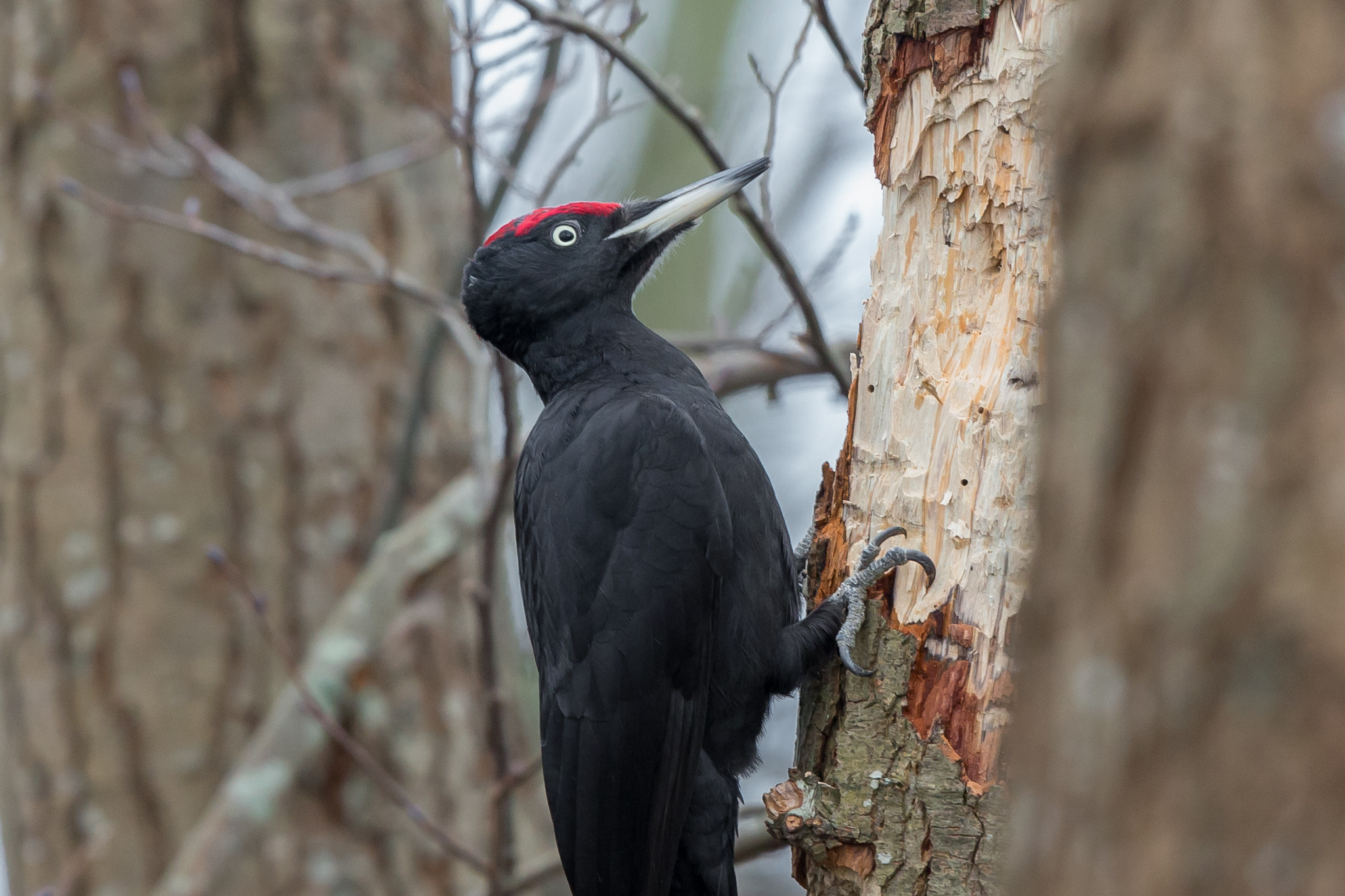 Morgentur med fokus på fugleliv i Trelde Næs