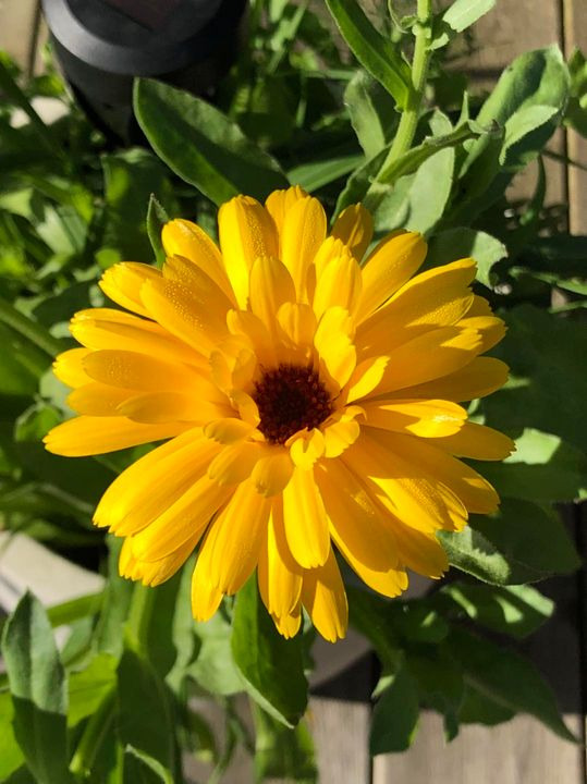 En finger på pulsen i Skive