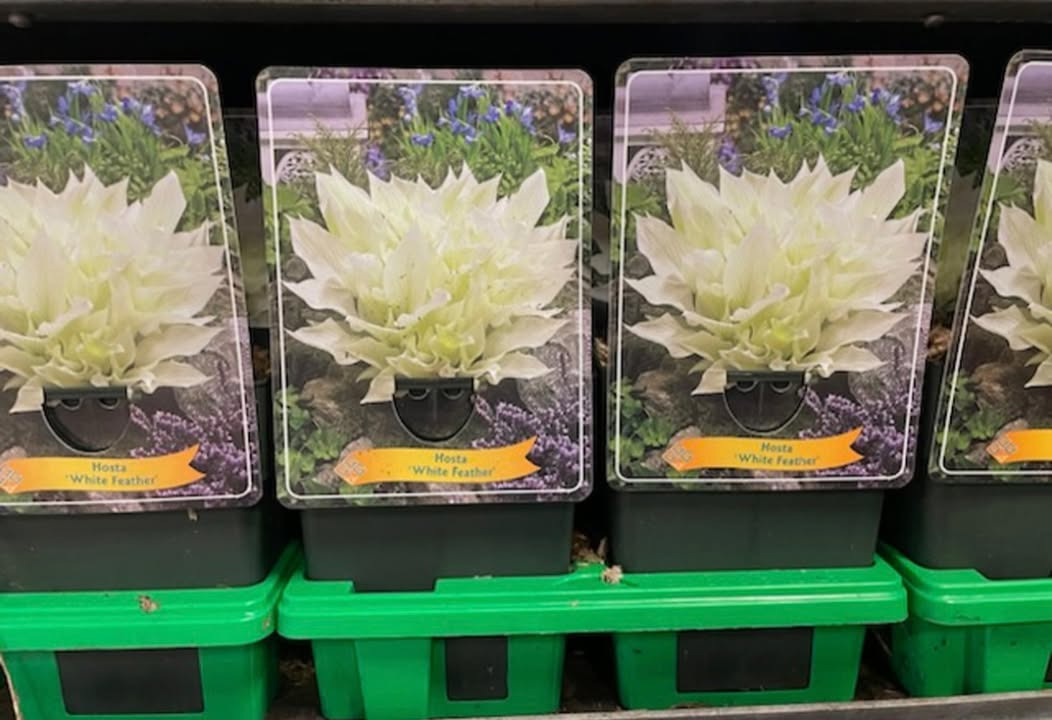 Meny Gl. Skagensvej præsenterer årets smukke hosta 'White Feather' til ja tak-pris