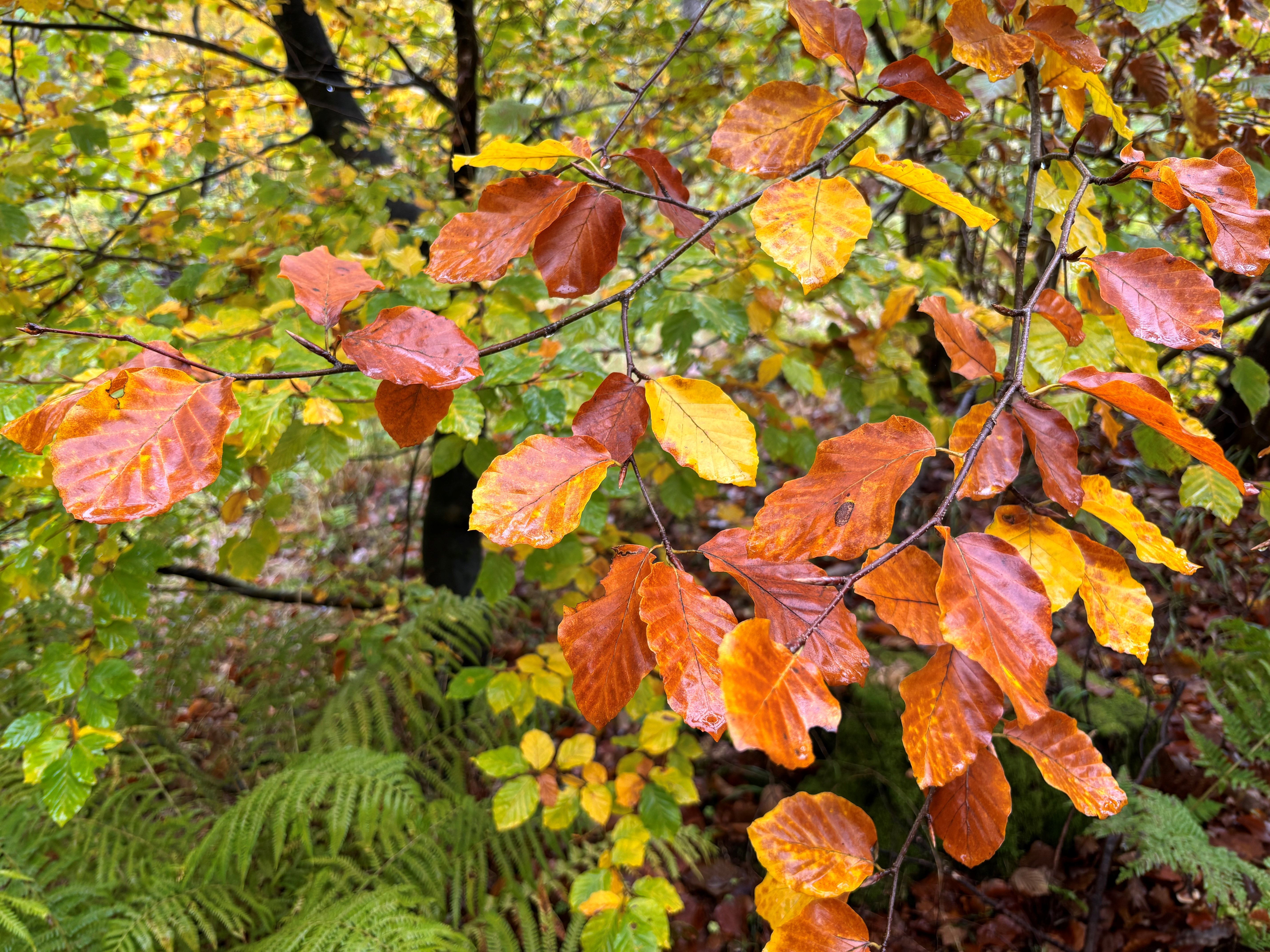 Oplev naturens vilde side i Naturnationalpark Fussingø