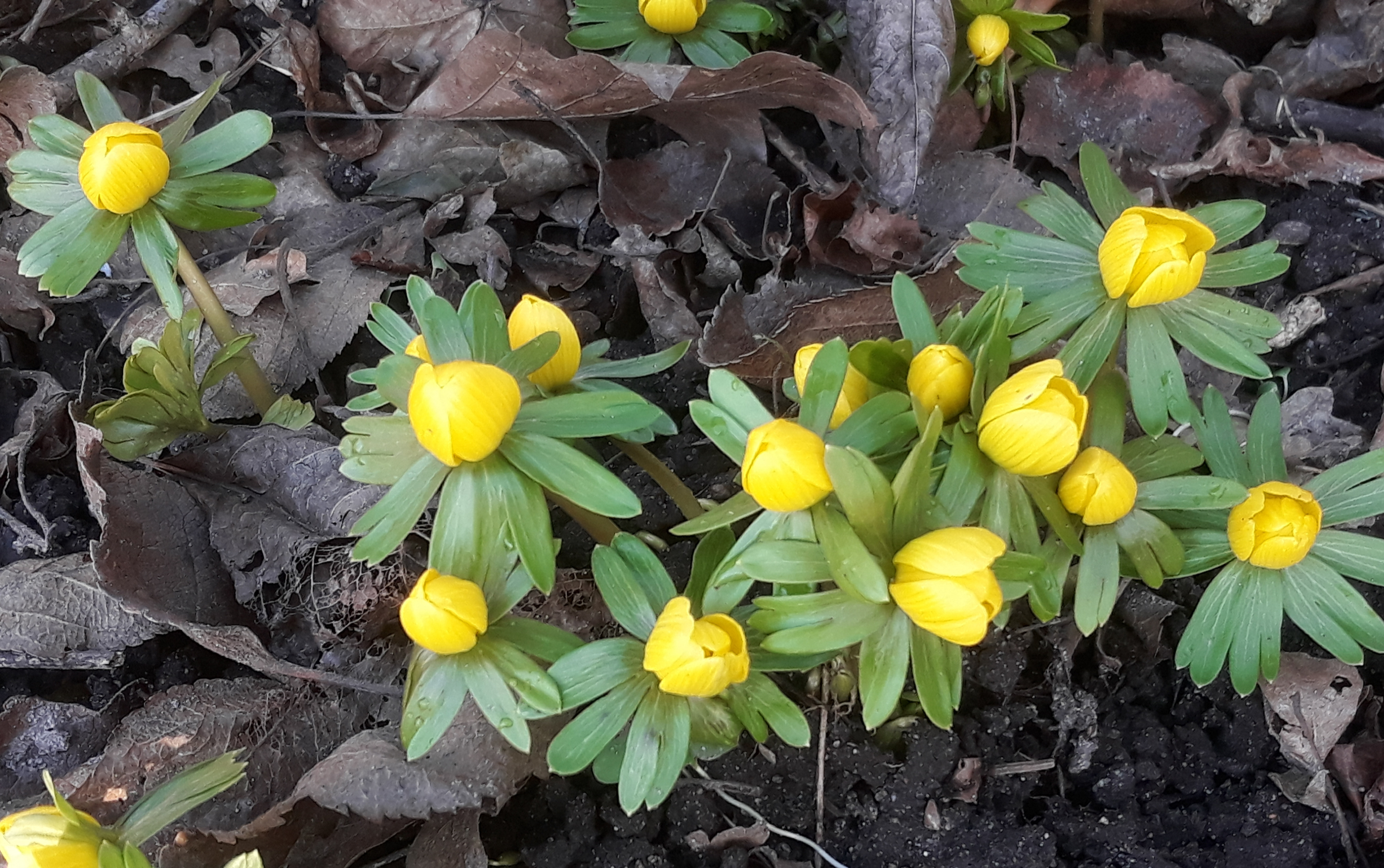 Syng med i sangcaféen på Enghøj Sognegård