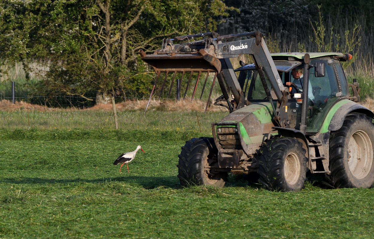 Storken landede ved Vestrup