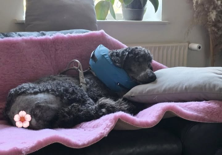 AH Hundesalon deler opdatering om ændringer og personlig taknemmelighed