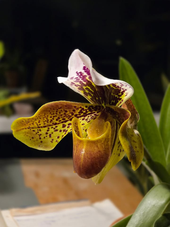 Flore Vida annoncerer påskeugens åbningstider og selvbetjeningsmuligheder