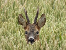 Oplev en uge fyldt med kreativitet og inspiration i Solrød Bibliotek og Kulturhus