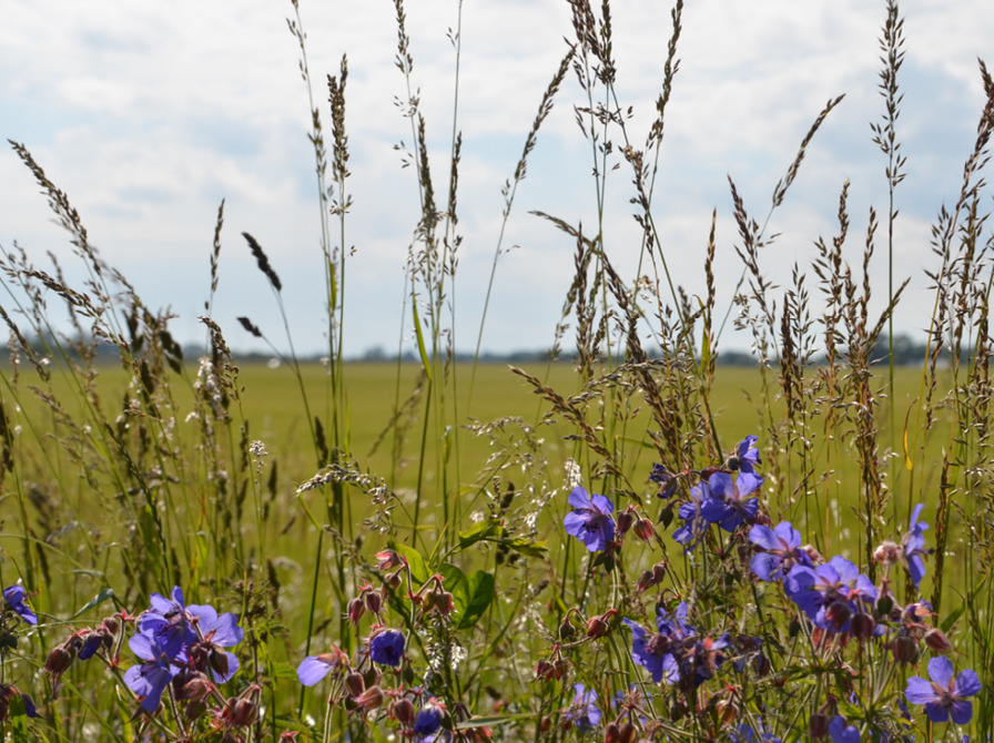 Strikkecafé og foredrag om vilde haver på Ulfborg Bibliotek