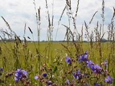 Strikkecafé og foredrag om vilde haver på Ulfborg Bibliotek