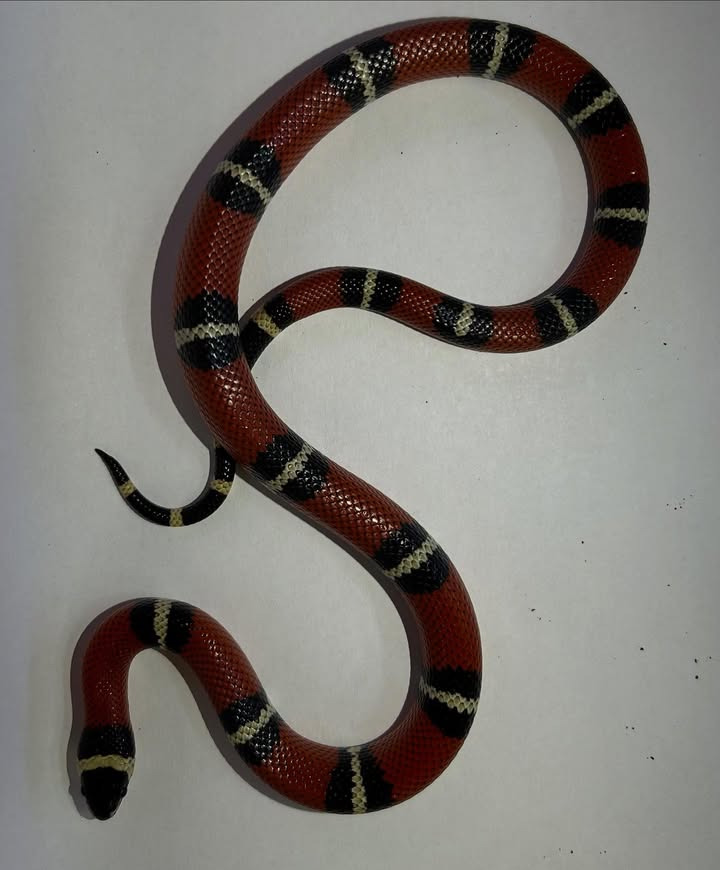 Camillas Dyrecenter præsenterer nye slanger i butikken