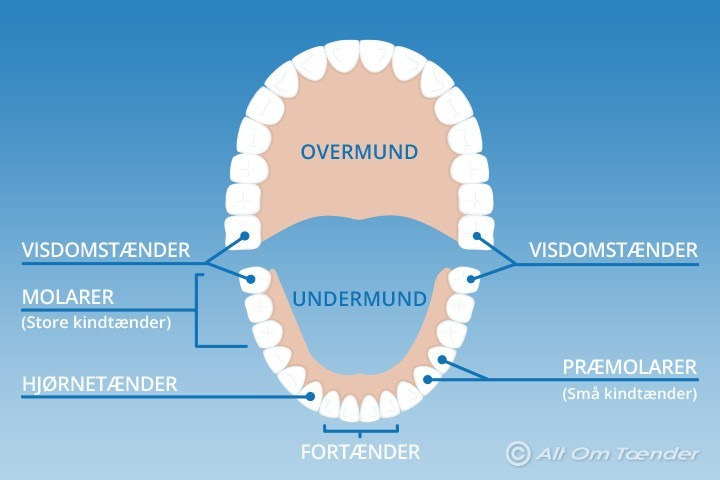 Lær om de tre typer tænder med Byens Tandklinik i Struer
