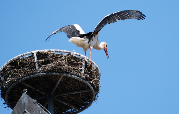 Sommeren er slut – storkene flyver sydpå