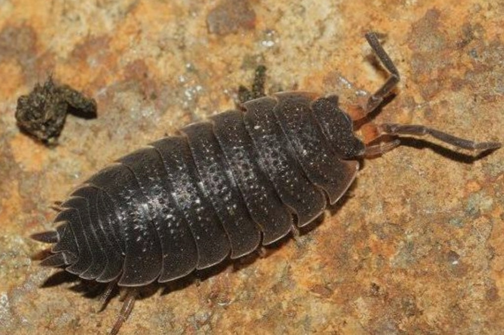 Asmild Plantecenter inviterer til Havens Dag med krybdyr fra Monis