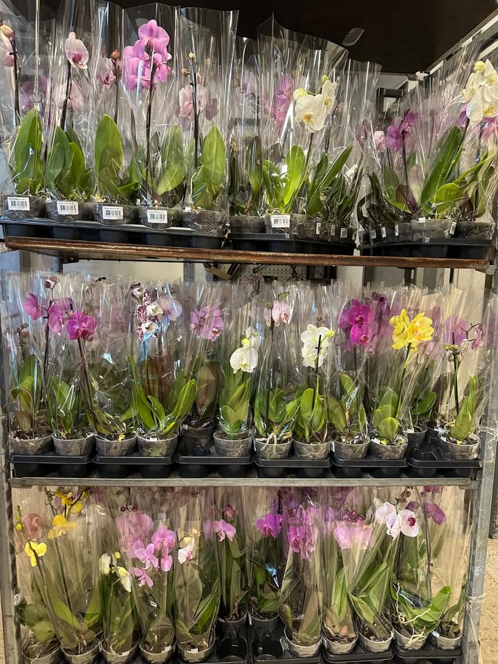 Meny Gl. Skagensvej sænker prisen på phalaenopsis orkidéer til 29,95 kr