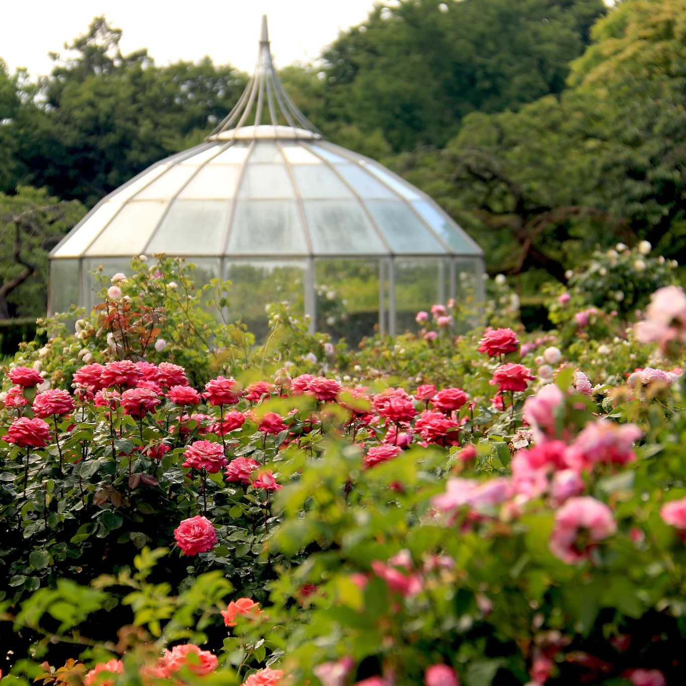 10-års jubilæum for Geografisk Have i rosens tegn