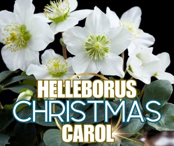 Meny Aabybro tilbyder juleroser til nedsat pris i stor størrelse