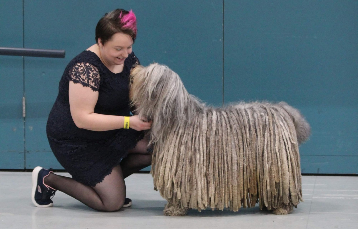 Oplev masser af hunde i weekenden den 6.-7. august på Horsens Dyrskueplads