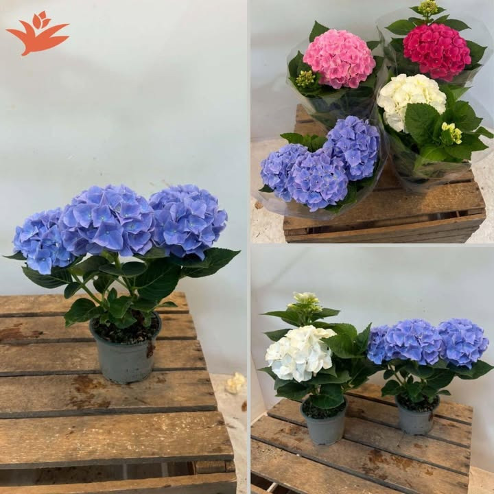 MENY Randers tilbyder hortensiaer til 14,95 kr.