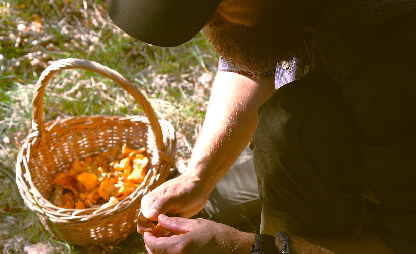 Oplev naturen på Læsø: Svampetur og guidet løbetur