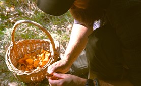 Oplev naturen på Læsø: Svampetur og guidet løbetur