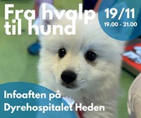 Dyrehospitalet Heden ApS inviterer til infoaften om at skabe et godt hundeliv