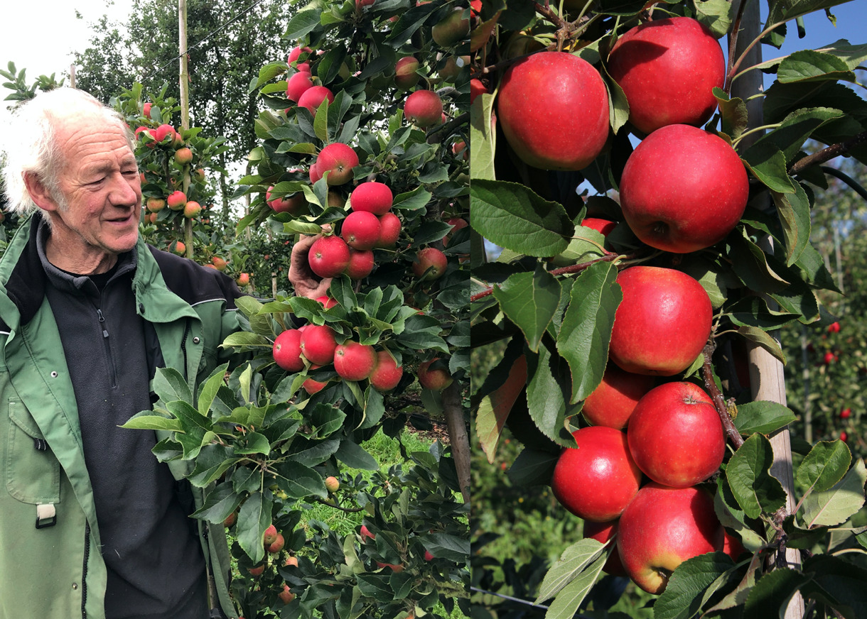 Pluk selv æbler og pærer i din lokale frugtplantage