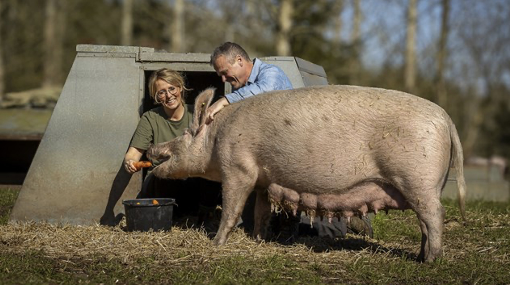 Sofari 2025: Oplev økologiske grise hos Hestbjerg Økologi 